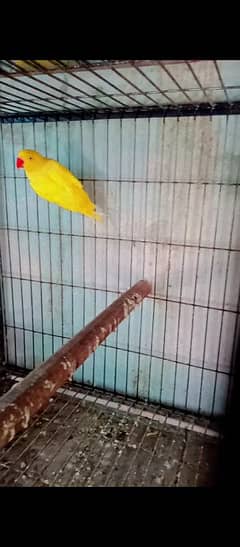 mashallha yallow ringneck breeder female molt per thi tail Ari ha