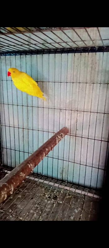 mashallha yallow ringneck breeder female molt per thi tail Ari ha 0