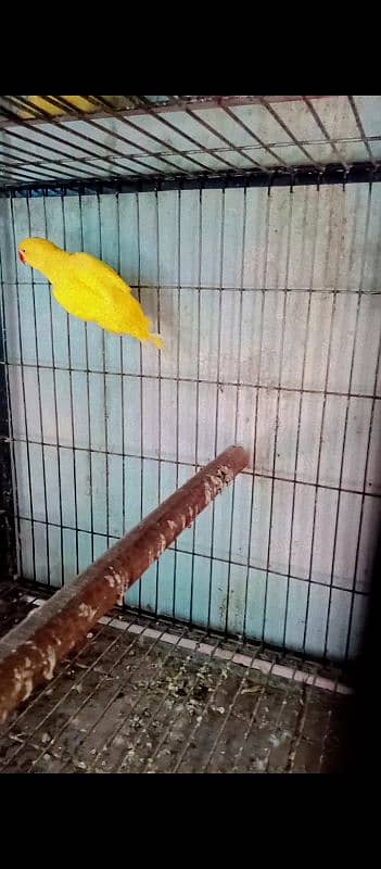 mashallha yallow ringneck breeder female molt per thi tail Ari ha 1