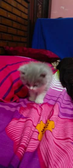 Persian Kittens For SALE Contact Whatsapp 03415117959