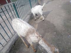 Two Female Goats Active Urgent Sale