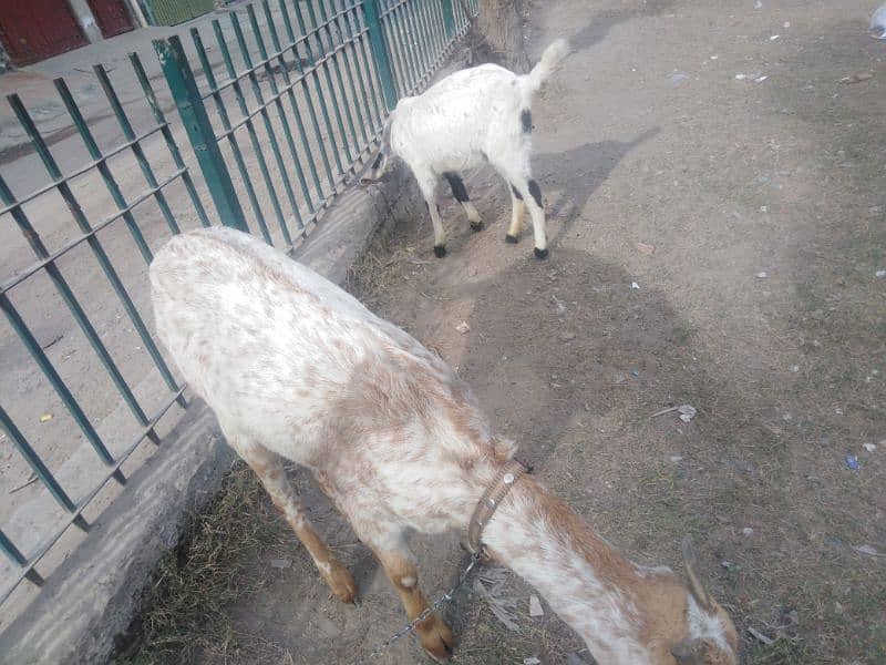 Two Female Goats Active Urgent Sale 0