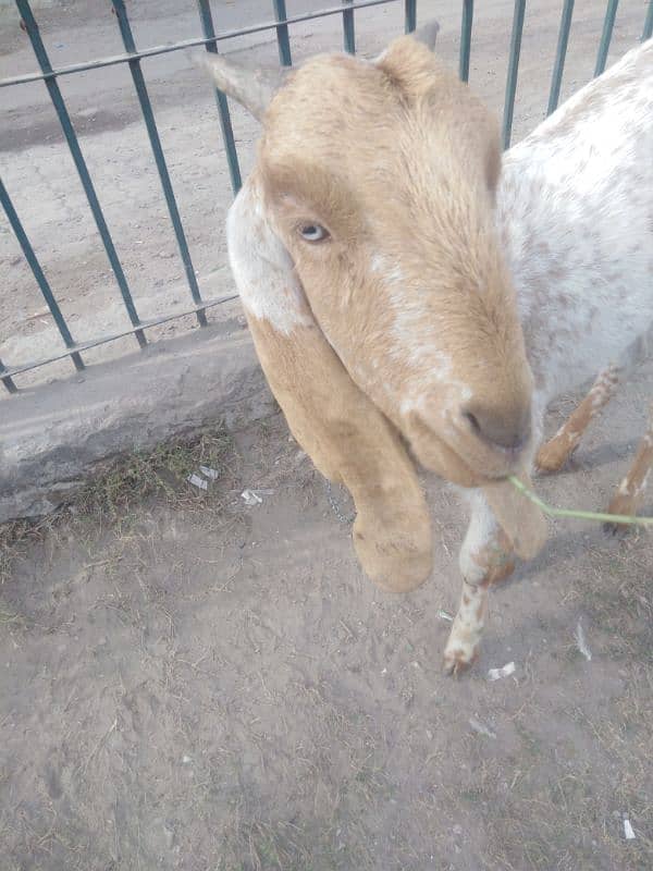 Two Female Goats Active Urgent Sale 1