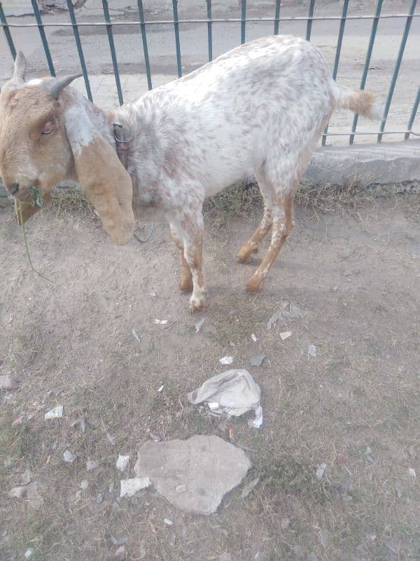 Two Female Goats Active Urgent Sale 2