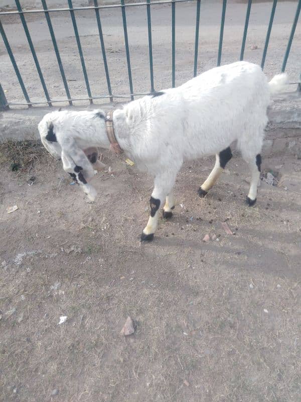 Two Female Goats Active Urgent Sale 4