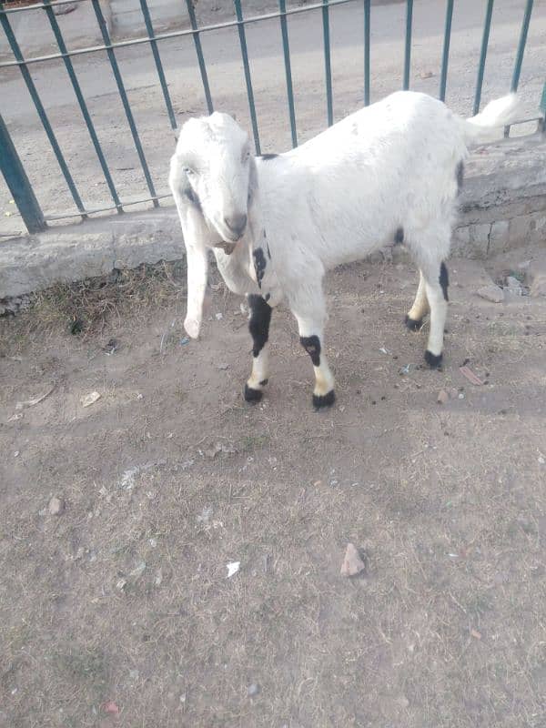 Two Female Goats Active Urgent Sale 5