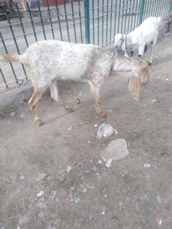 Two Female Goats Active Urgent Sale 6