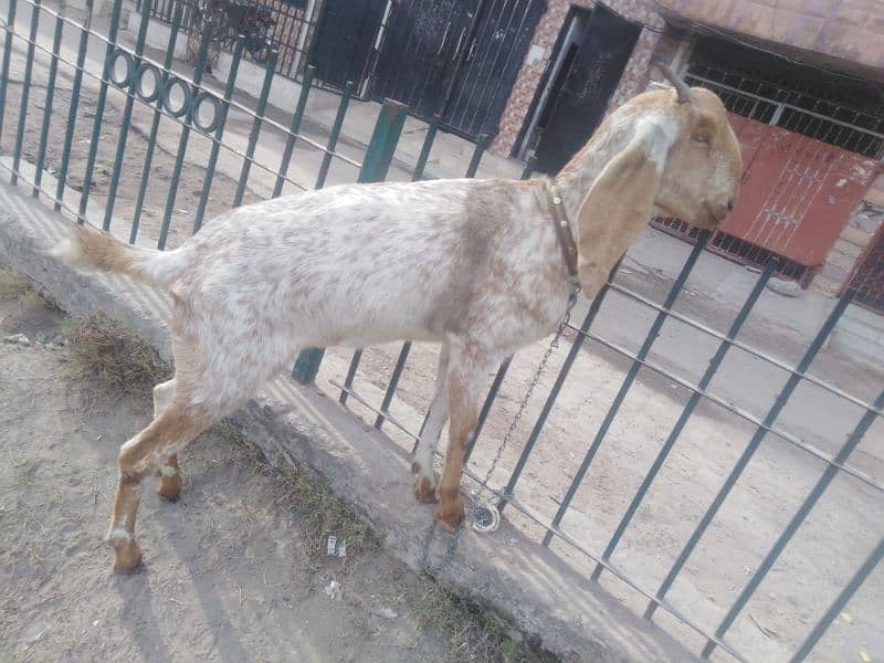 Two Female Goats Active Urgent Sale 7