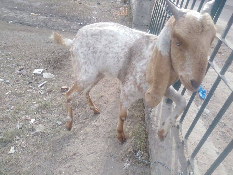 Two Female Goats Active Urgent Sale 8