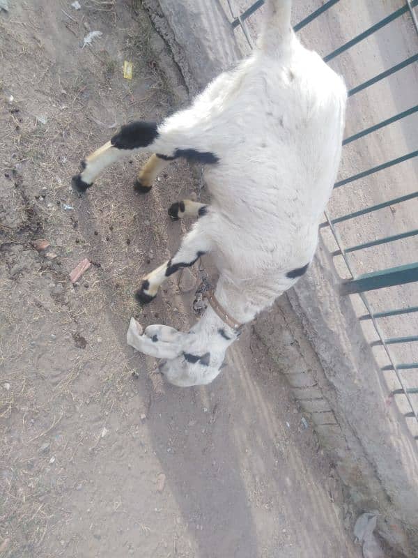 Two Female Goats Active Urgent Sale 9