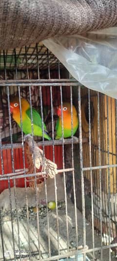 love bird's for sale