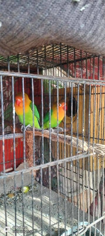 love bird's for sale 1