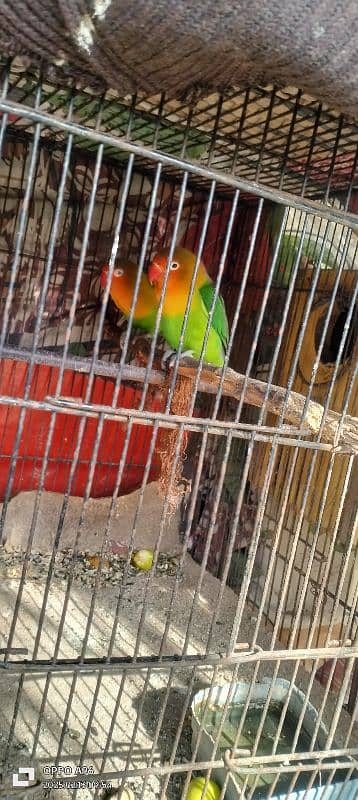 love bird's for sale 2