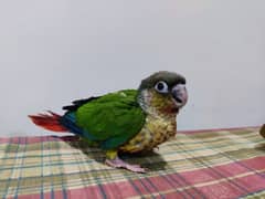 Conure