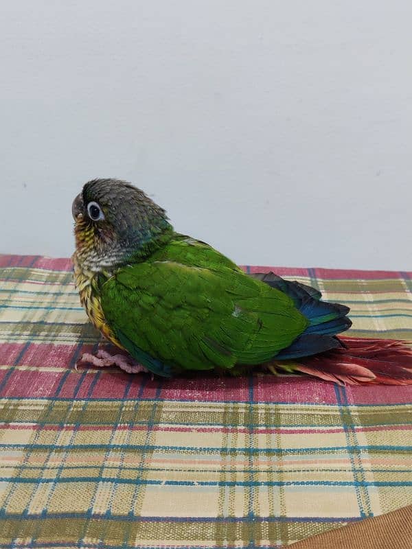 Conure Chicks Tame Pineapple Yellow Sided 1