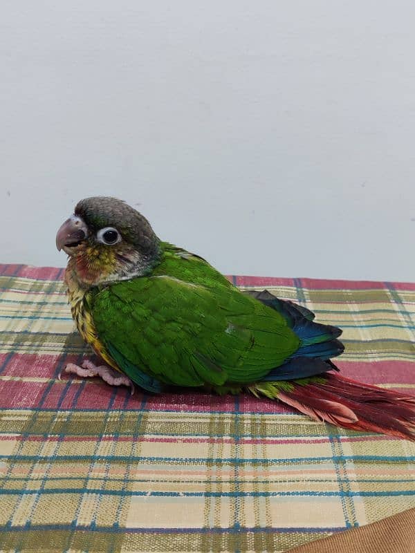 Conure Chicks Tame Pineapple Yellow Sided 3