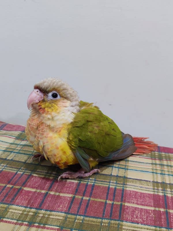 Conure Chicks Tame Pineapple Yellow Sided 5