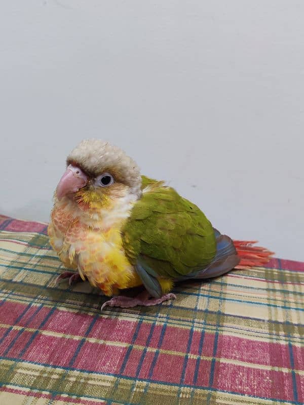 Conure Chicks Tame Pineapple Yellow Sided 6