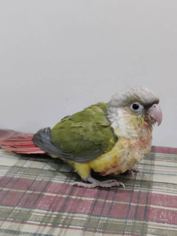 Conure Chicks Tame Pineapple Yellow Sided 7