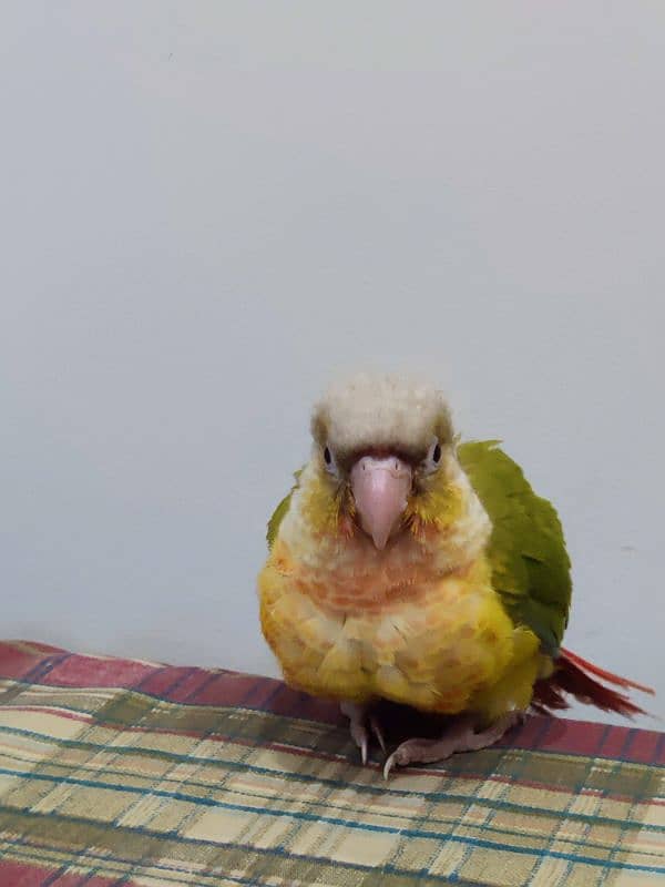 Conure Chicks Tame Pineapple Yellow Sided 9