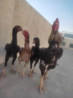 king shamo eggs Available