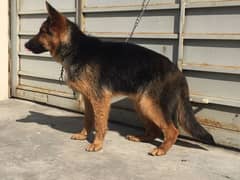 non ped double coat shepherd female for sale/exchange