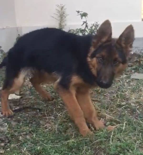 non ped double coat shepherd female for sale/exchange 1