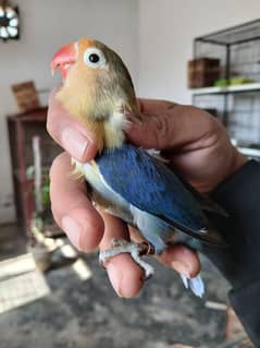 albino red eyes and parblue split ino pair