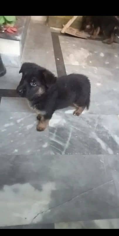 German shepherd puppies 1