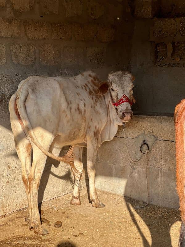 cows Qurbani 4