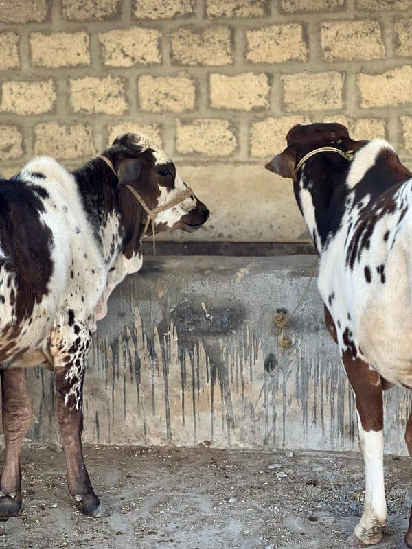 cows Qurbani 12