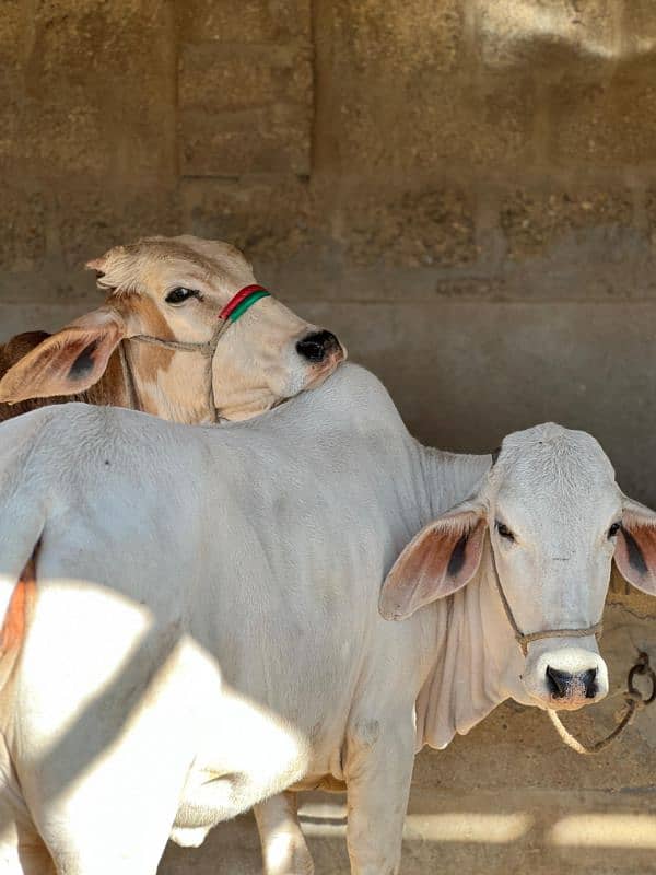 cows Qurbani 15