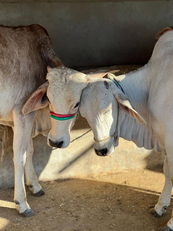 cows Qurbani 16