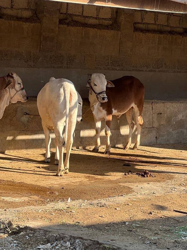 cows Qurbani 17