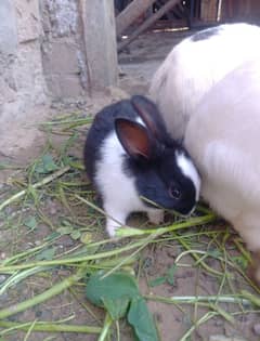 Baby rabbits