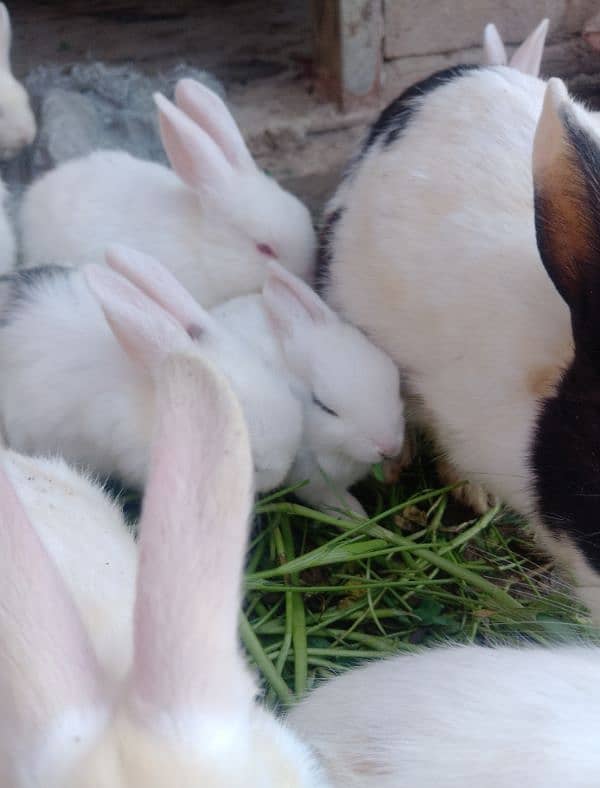 Baby rabbits 1