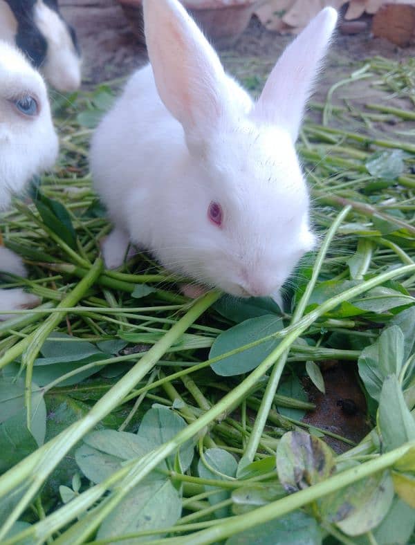 Baby rabbits 2