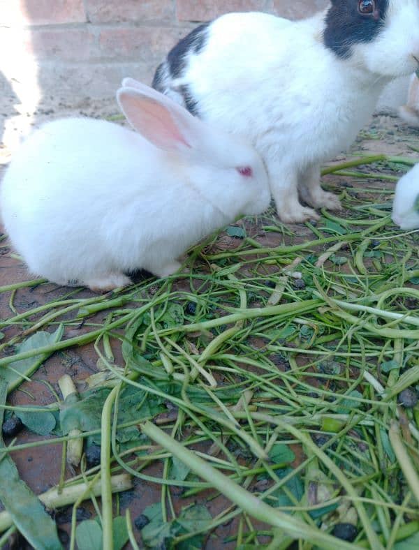 Baby rabbits 3