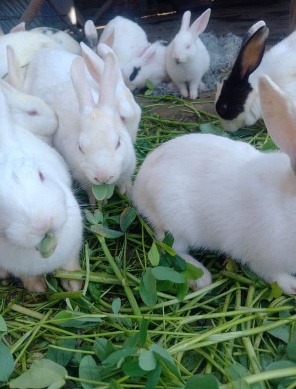 Baby rabbits 4