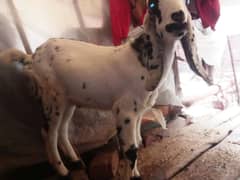 makhi cheeni Bakra for sale