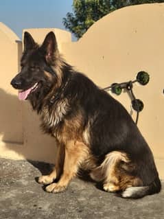 German Shepherd Triple Coat