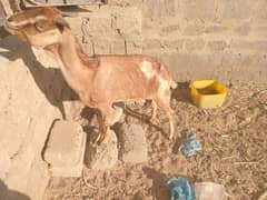 Bakri Urgent Sale