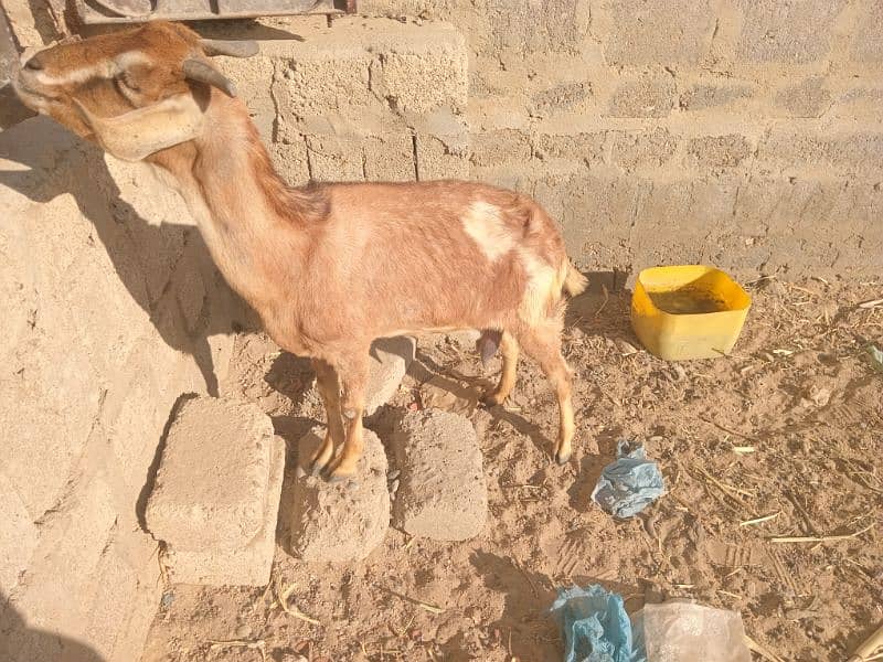 Bakri Urgent Sale 0