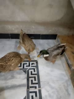 03 Ducks (1 Male 2 Females)