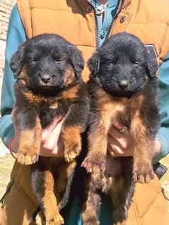 German shepherd long Cout pair 2 mahnt for sale