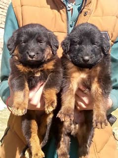 German shepherd long Cout pair 2 mahnt for sale