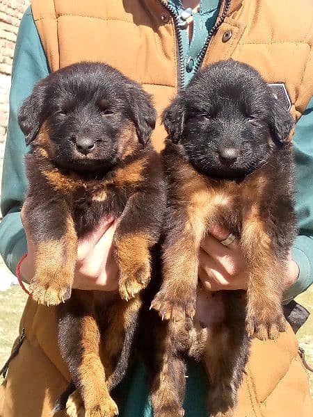 German shepherd long Cout pair 2 mahnt for sale 0