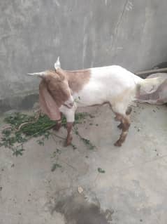 BAKRA SALE