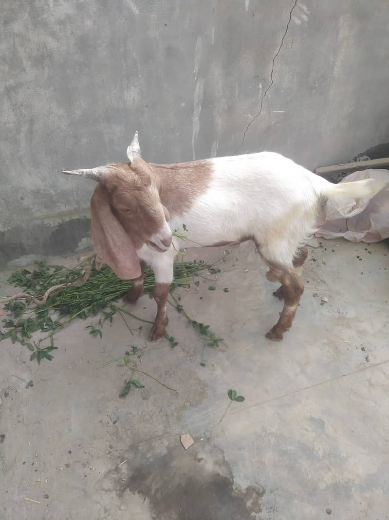 BAKRA SALE 0