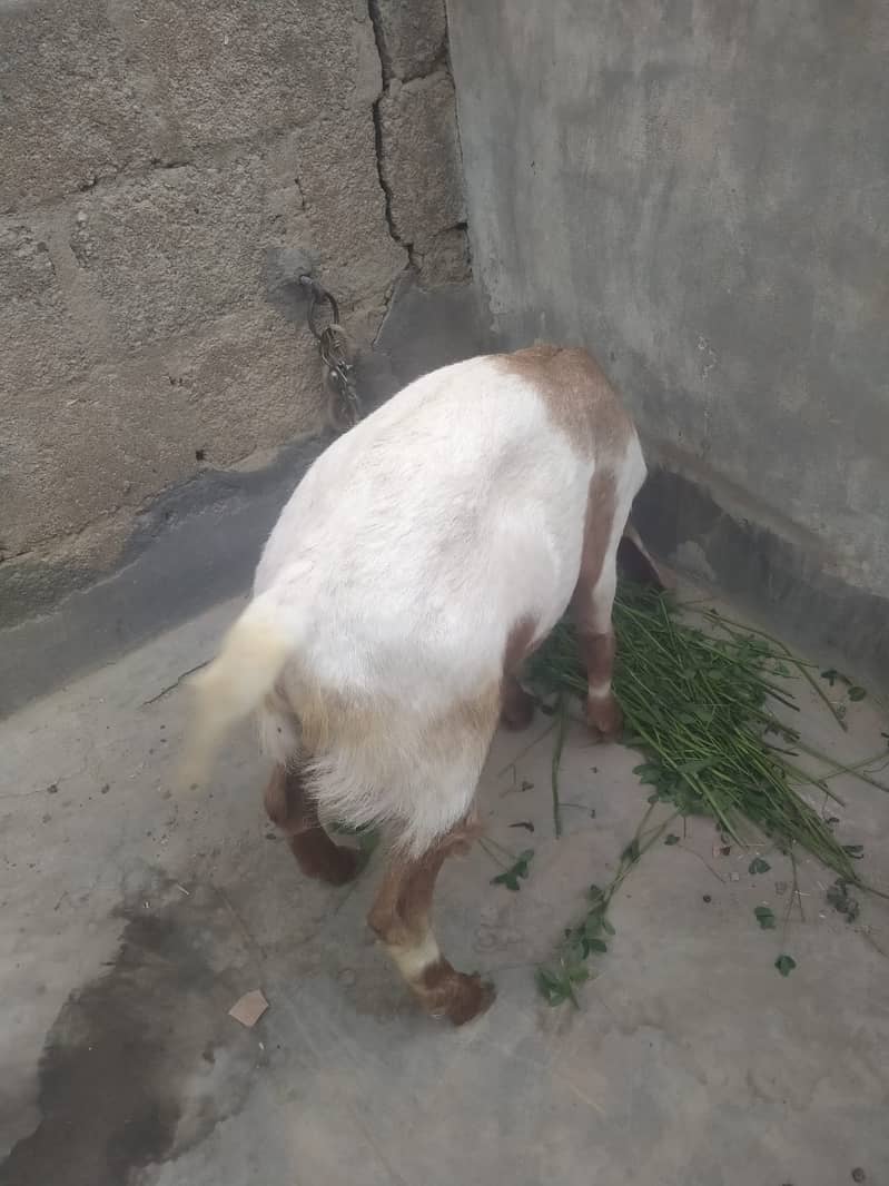 BAKRA SALE 1